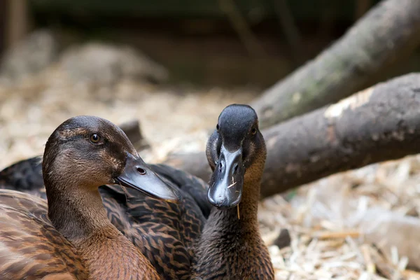 A pair of pet Khaki Campbell ducks in the garden — Stock Photo, Image