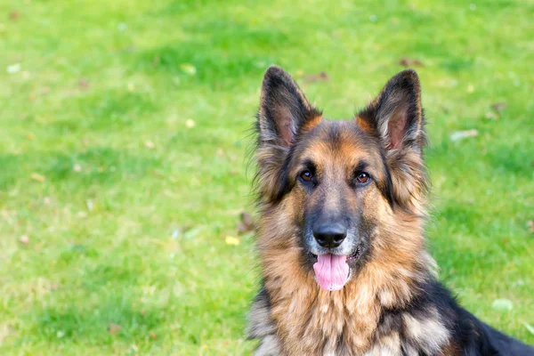 Schäferhund liegt im Garten — Stockfoto