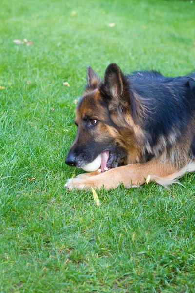 German Shepherd laying in the garden — Stock Photo, Image