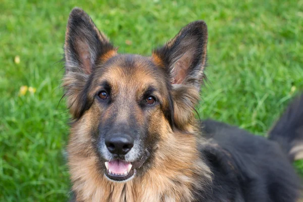 Schäferhund liegt im Garten — Stockfoto