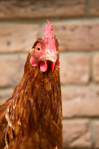 Um animal de estimação frango híbrido olhando em frente — Fotografia de Stock