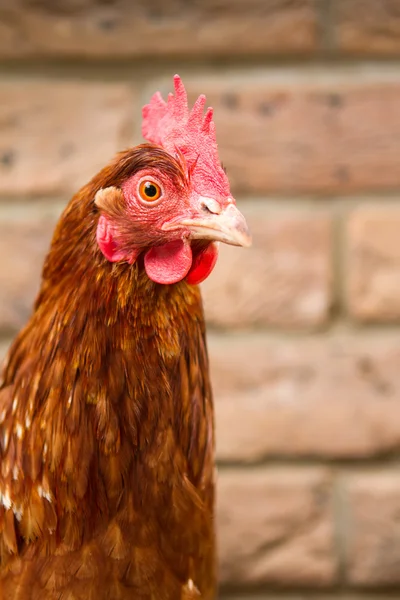 A pet hybrid chicken looking straight ahead — Stock Photo, Image