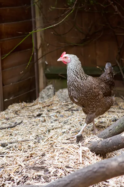 A bluebell pet chicken inside her garden run — Stock Photo, Image