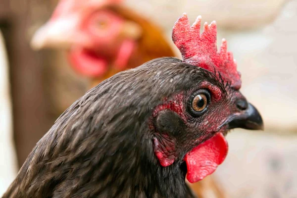 A bluebell pet chicken inside her garden run — Stock Photo, Image