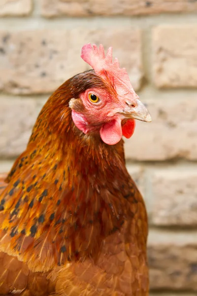 Um animal de estimação frango híbrido olhando em frente — Fotografia de Stock