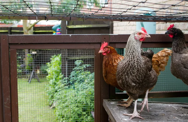 Inside the chicken run — Stock Photo, Image