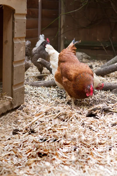 Pet chickens in their run in an english garden next to their coo — Stock Photo, Image