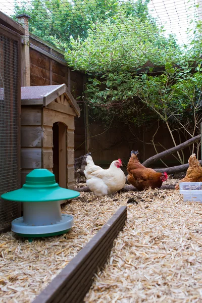 Pet chickens in their run in an english garden next to their coo — Stock Photo, Image