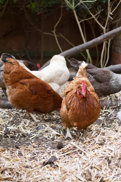 Pet chickens in their run in an english garden next to their coo — Stock Photo, Image