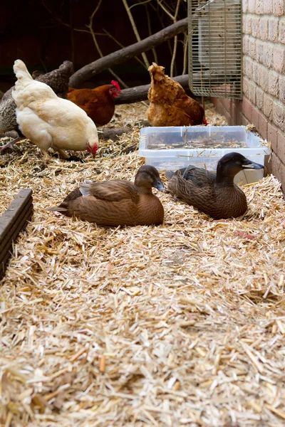 Kury i kaczki razem w ich uruchomieniu w ogrodzie — Zdjęcie stockowe