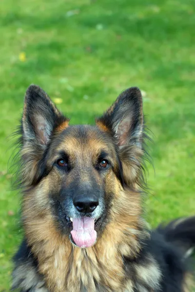 German Shepherd laying in the garden Royalty Free Stock Images