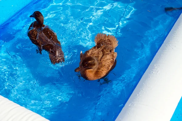 Patos de mascota en la piscina de un niño —  Fotos de Stock