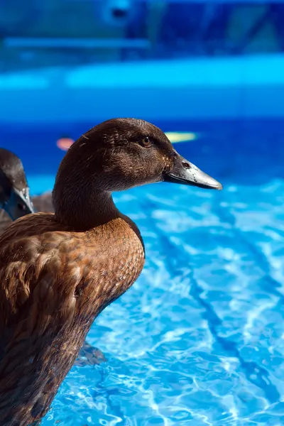 Pet ducks in a child's pool — Stock Photo, Image