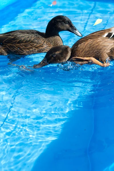 Pet ducks in a child's pool — Stock Photo, Image