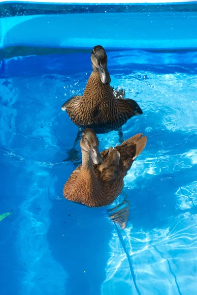 Pet ducks in a child's pool — Stock Photo, Image