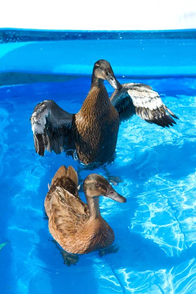 Pet ducks in a child's pool — Stock Photo, Image