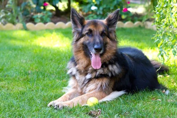 German Shepherd posing in English Garden — Stock Photo, Image