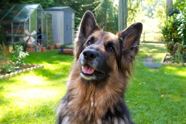 German Shepherd posing in English Garden — Stock Photo, Image