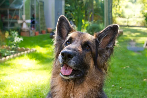 Schäferhund posiert im englischen Garten — Stockfoto