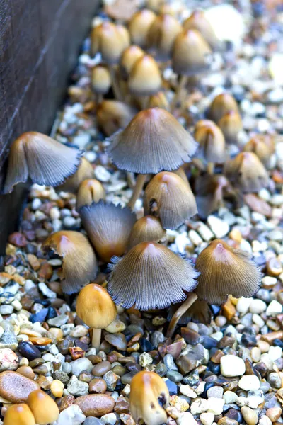 Small mushrooms growing amongst the gravel — Stock Photo, Image