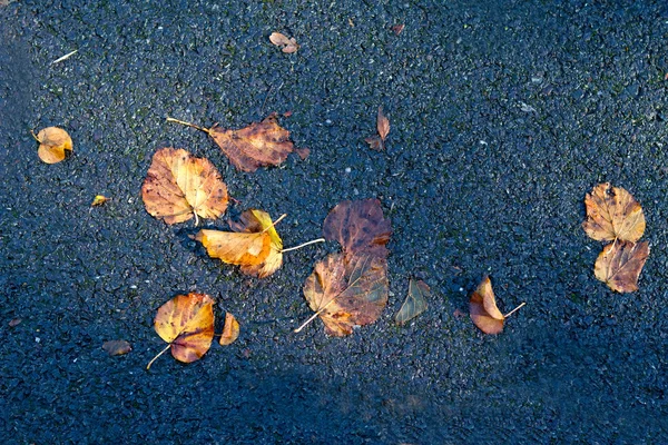 Autumn leaves fallen down onto tarmac below — Stock Photo, Image