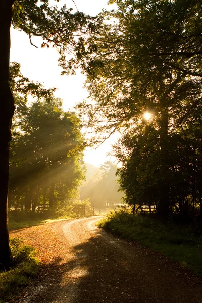 Sol através de árvores com menino no caminho — Fotografia de Stock