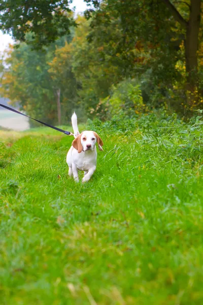 Beagle being walked on a lead in the field — Stock Photo, Image