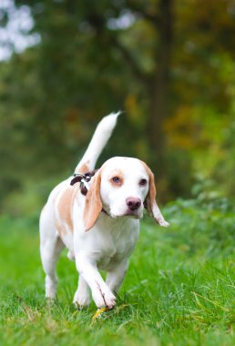 Beagle in a field in the english countryside