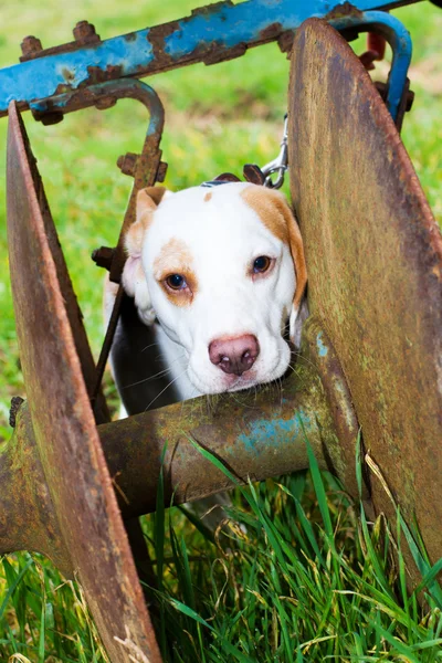 Beagle att ha kul på en promenad — Stockfoto