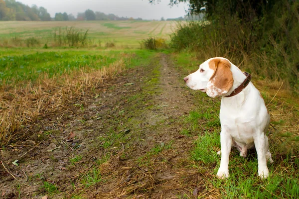 Beagle w polu patrząc — Zdjęcie stockowe