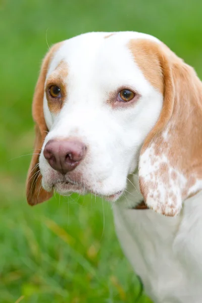 Beagle într-un câmp în căutarea în sus — Fotografie, imagine de stoc