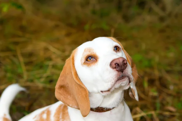 Beagle en un campo mirando hacia arriba — Foto de Stock