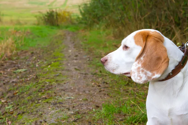 Beagle w pole na angielskiej wsi — Zdjęcie stockowe