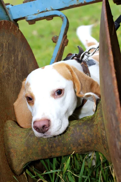 Beagle in a field in the english countryside — Stock Photo, Image