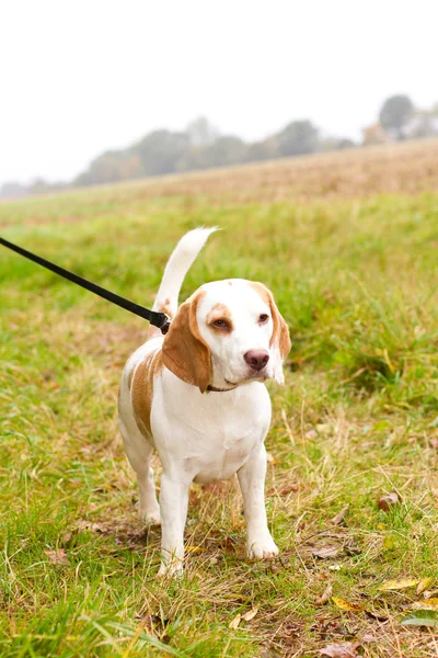 Beagle being walked on a lead in the field — Stock Photo, Image