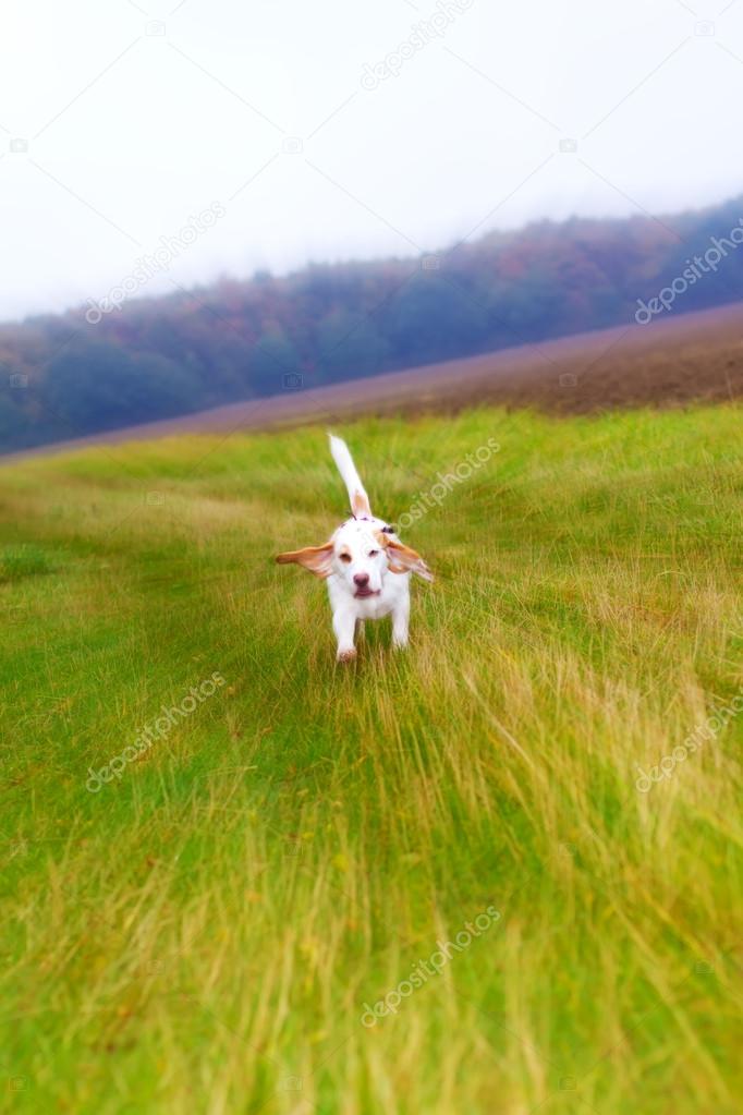 Beagle in a field in the english countryside