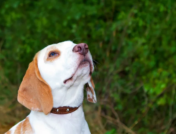 Beagle ararken bir alanda — Stok fotoğraf