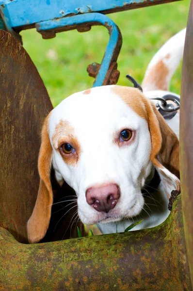 Beagle divertirsi su una passeggiata — Foto Stock