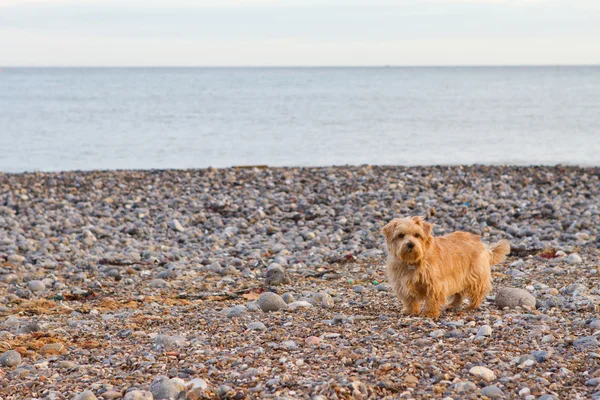 Norfolk terrier sahilde