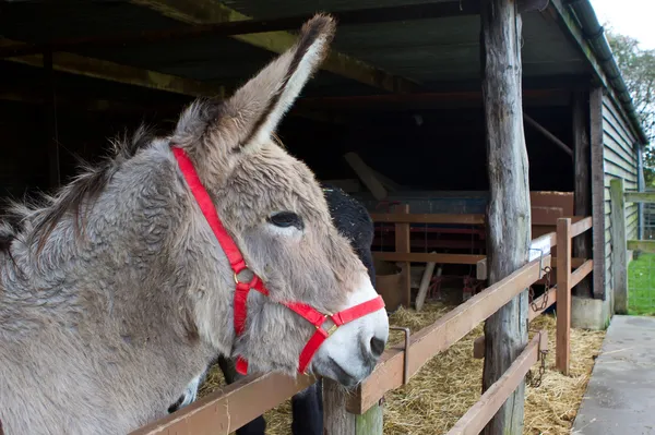 Donkey looking out from within his stable — Stock Photo, Image