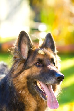 Alman çoban köpeği bahçesinde
