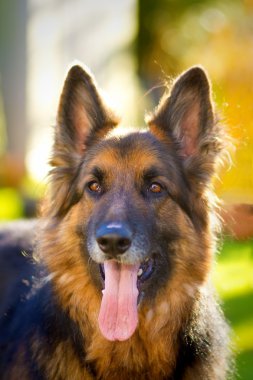 Alman çoban köpeği bahçesinde