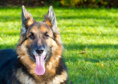 Alman çoban köpeği bahçesinde