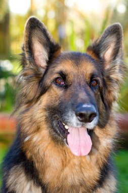 Alman çoban köpeği bahçesinde