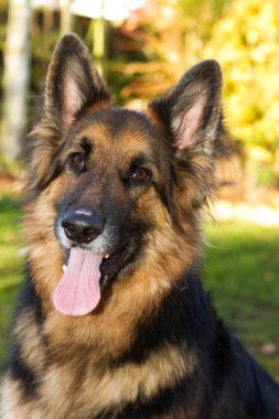 Alman çoban köpeği bahçesinde