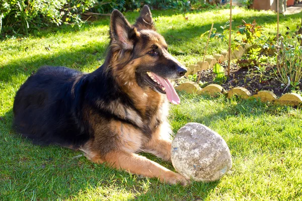 Alman çoban köpeği bahçesinde