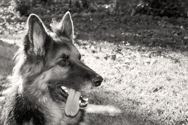 German Shepherd dog in the garden — Stock Photo, Image