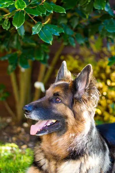 Owczarek niemiecki pies w ogrodzie — Zdjęcie stockowe