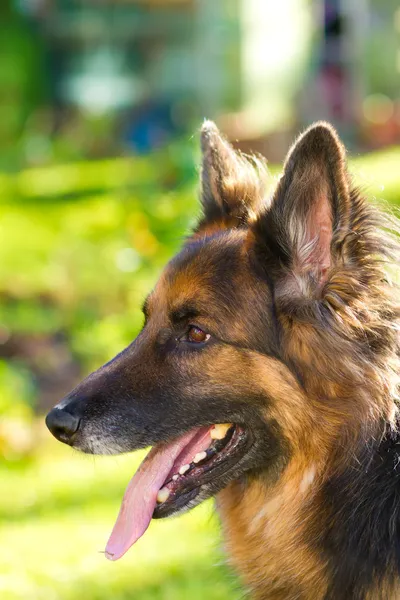 Owczarek niemiecki pies w ogrodzie — Zdjęcie stockowe