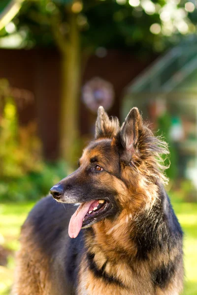 在花园里的德国牧羊犬 — 图库照片